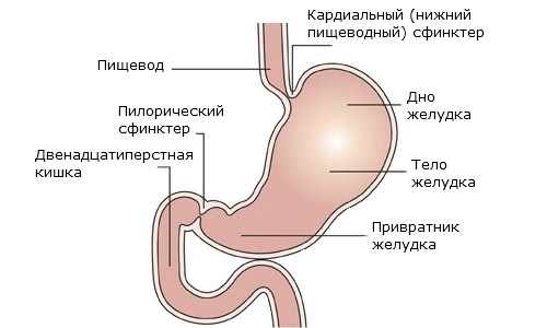 строение желудка